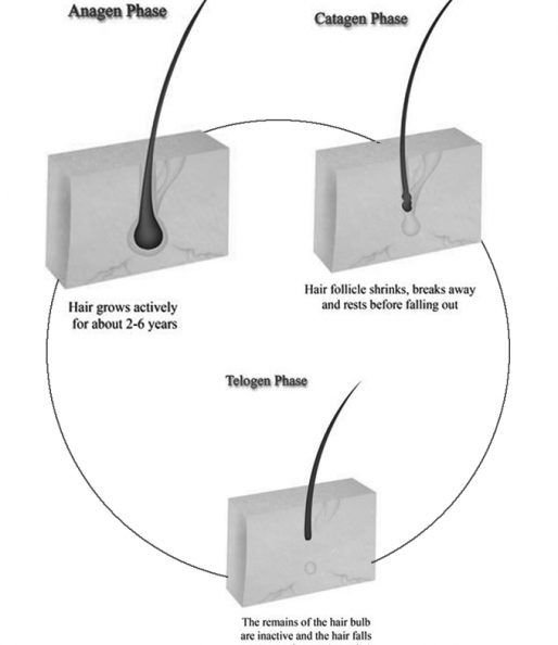 Ηair growth factors